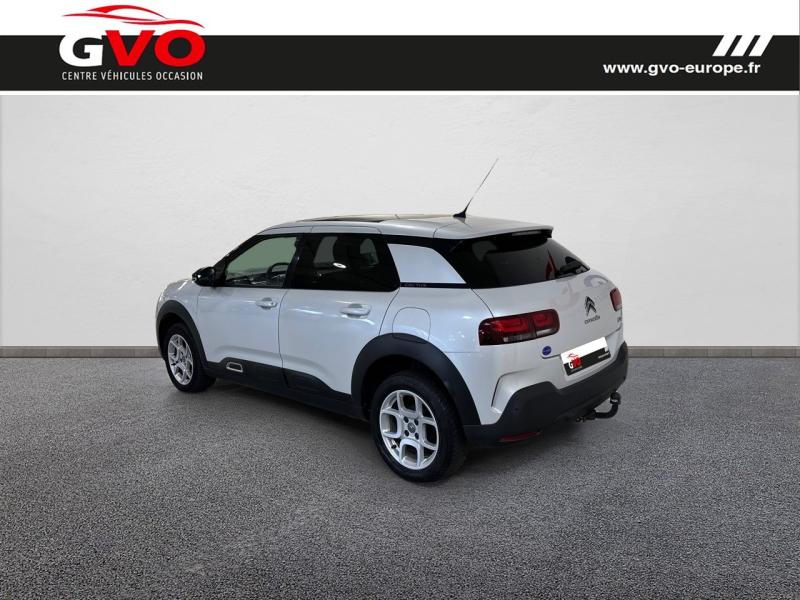 C4 Cactus_1