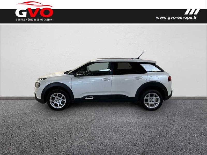 C4 Cactus_2