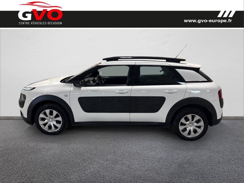 C4 Cactus_2